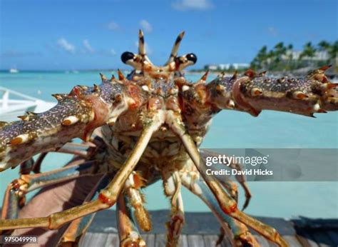 207 Caribbean Spiny Lobster Stock Photos, High-Res Pictures, and Images ...