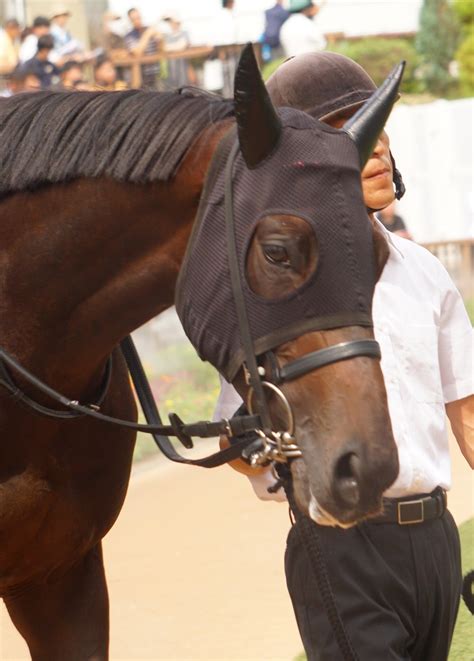 9月24日中山競馬⭐︎2歳新馬⭐︎カニキュル 公式：黒澤ひかりのキラキラ日記～magic Kiss Lovers Only～