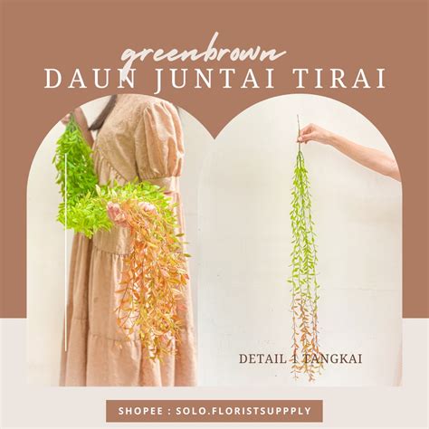 Jual New Cm Daun Juntai Tirai Daun Lee Kwan Yew Juntai Daun Tirai