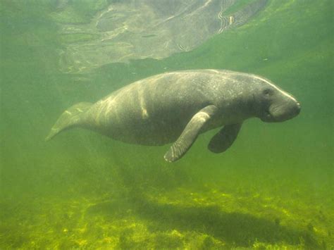 Seekühe: Im Wasser lebende Säugetiere