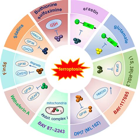 Frontiers Deciphering The Potential Roles Of Ferroptosis In Regulating Tumor Immunity And