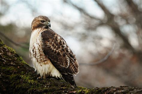 Take 5: High-Flying Hawks | Mass Audubon – Your Great Outdoors