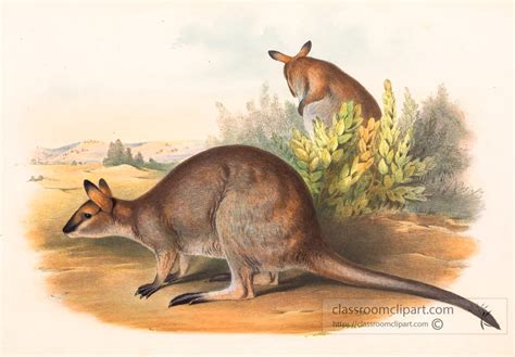 Two Rufous Necked Wallaby Color Illustration Classroom Clip Art