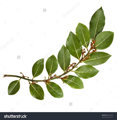 Image Result For Bay Laurel Crown Laurel Leaves Herbs Illustration