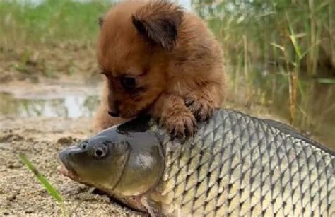 Il Cucciolo Incontra Un Amico Speciale Le Tenere Coccole Prima Di