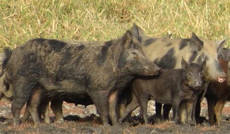 The climate impact of wild pigs greater than a million cars - UQ News ...