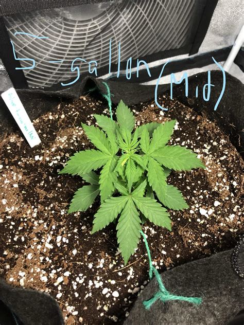 Growth Speed of Autoflower grow question by AGrowerNotAShower - GrowDiaries