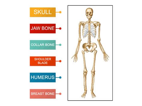 The Human Skeleton Labelled Diagram