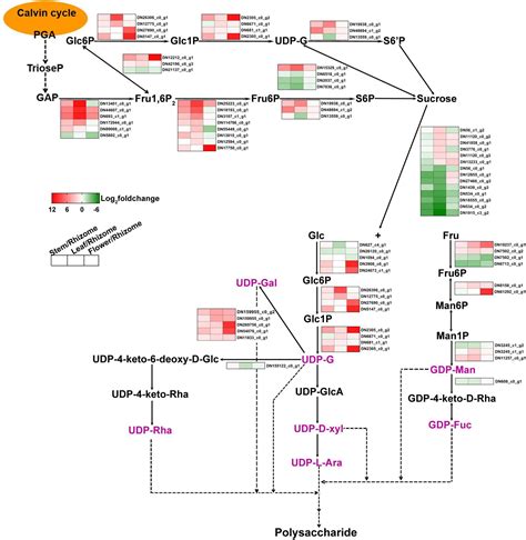 Frontiers Identification Of Key Gene Networks Controlling