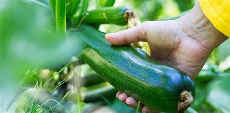 Erfahren Sie Wann Und Wie Sie Zucchini Richtig Ernten Schonheit Und