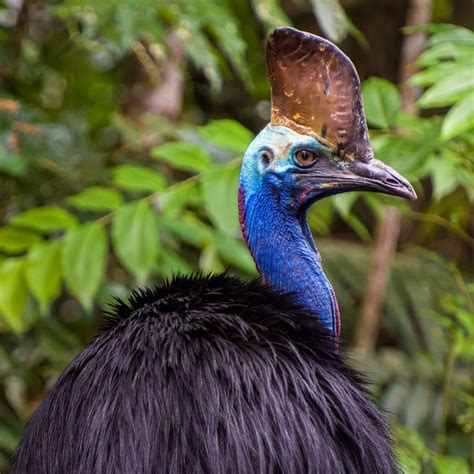 Birdlife Australia On Twitter Did You Know That Southern Cassowaries