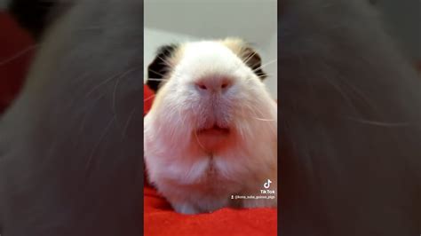 Fear The Guinea Pig Youtube