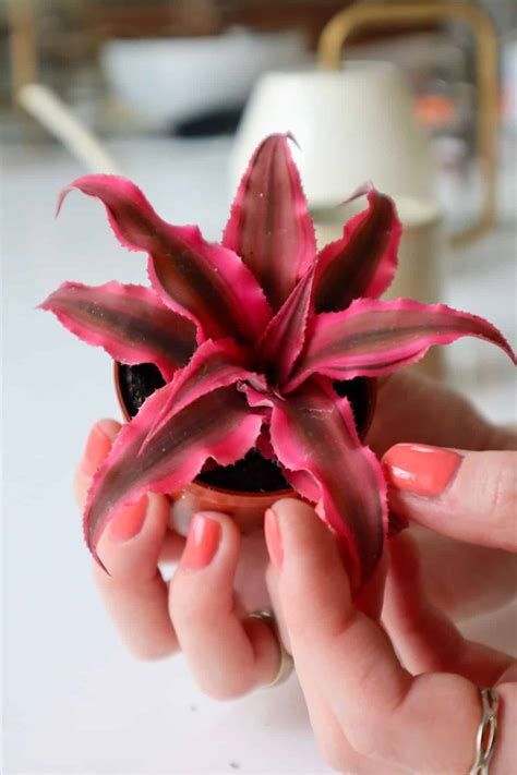 Cryptanthus Bivittatus A Shining Earth Star Care Guide