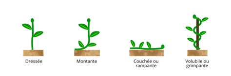 Un Aperçu De Botanique 2 Les Tiges Tela Botanica