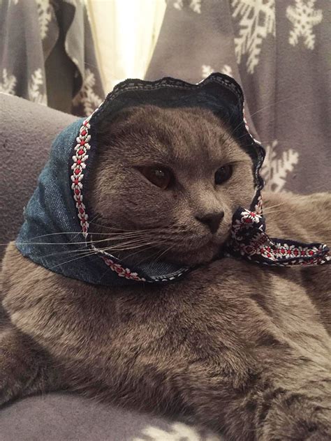 Babushka Cats That Look Like Old Russian Ladies Animales Gatos Sapos