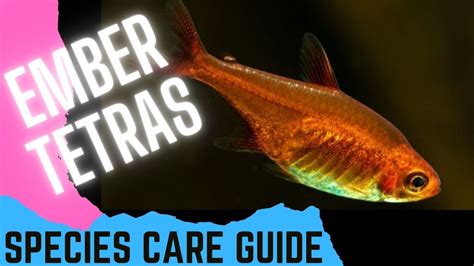 Ember Tetras Species Care Guide Youtube