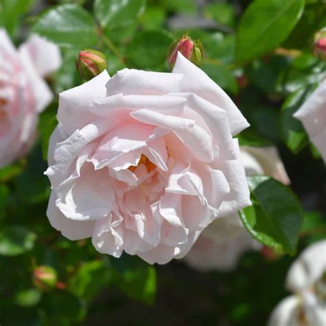 20 popular rose varieties 🌹 🎉 Roses that steal the show