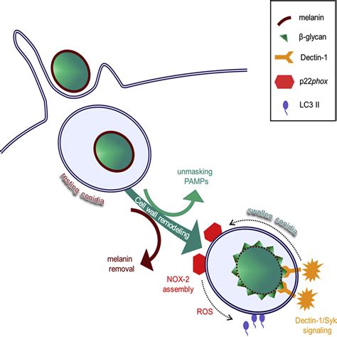 Aspergillus Cell Wall Melanin Blocks Lc Associated Phagocytosis To