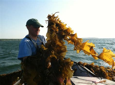 Seaweed Is Easy To Grow Sustainable And Nutritious But Itll Never Be