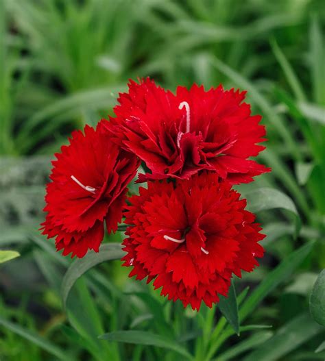 Dianthus Caryophyllus Leaves