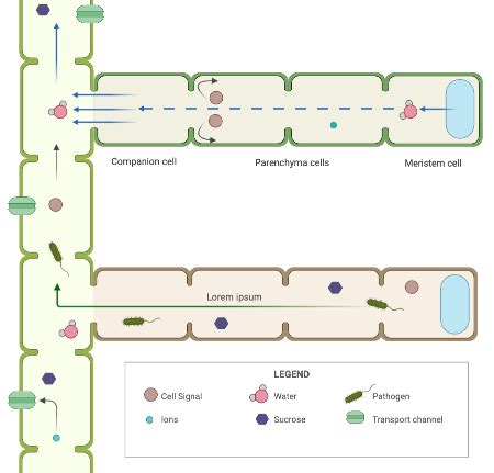 Analyzing the Role of Plasmodesmata in Cell-cell Communication in ...