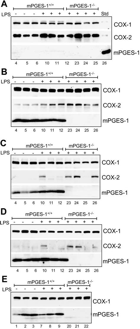 Protein Expression Of Mpges 1 Cox 2 And Cox 1 In Tissues From Saline