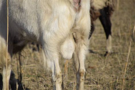 Top 60 Sheep Copulating Stock Photos, Pictures, and Images - iStock