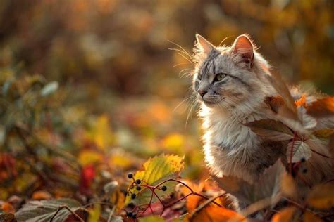 Trucos Para Mantener A Los Gatos Alejados De Las Plantas Mininos Es