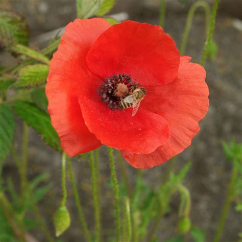 Papaver Rhoeas