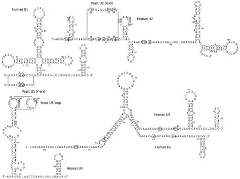 Images of U5 snRNA - JapaneseClass.jp