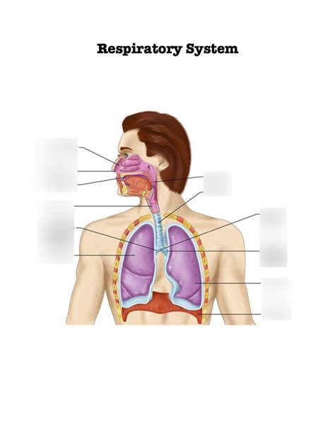 Respiratory System Diagram Quizlet