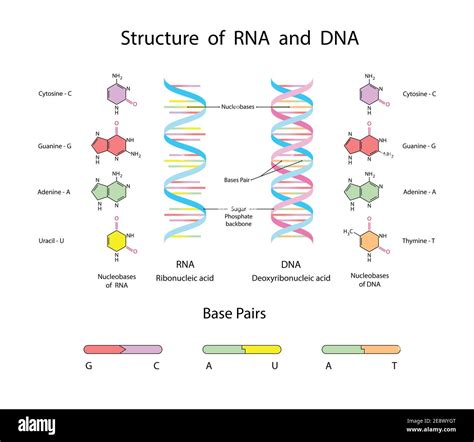 Estructura Molecular De Adn Y Arn Ilustración Educativa Infográfica Sobre Fondo Blanco