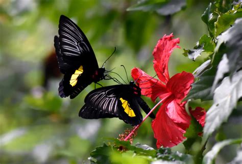 Troides Haliphron Biodiversity All