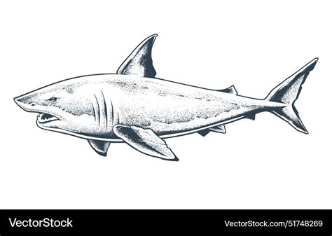 Great white shark isolated Royalty Free Vector Image