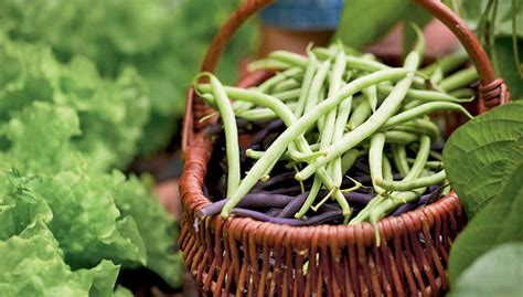 How To Grow Beans Gardeners Supply