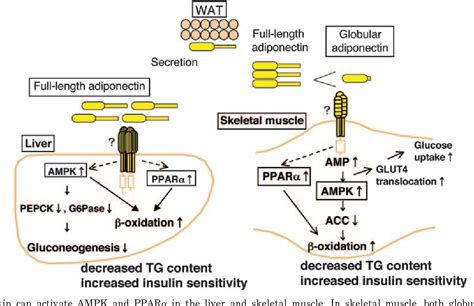 Figure 4 from Adiponectin and adiponectin receptors. | Semantic Scholar