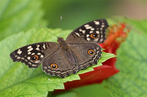 Olho De Pav O Borboleta Borboletas Foto Gratuita No Pixabay Pixabay