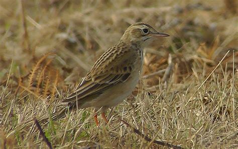 Details Richards Pipit Birdguides