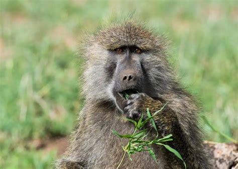 Baboon Behavior - AnimalBehaviorCorner