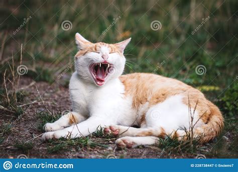 Yawning Ginger Tabby Cat Lying Outdoors Stock Image Image Of Teeth Fluffy 228738447