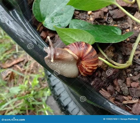 Snails Are Classified As Invertebrates It Is An Ancient Animal That