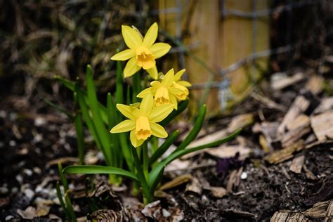 Daffodils Spring Flowers Yellow - Free photo on Pixabay - Pixabay