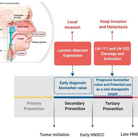 Laminin Involvement In Head And Neck Squamous Cell Carcinomas Hnscc