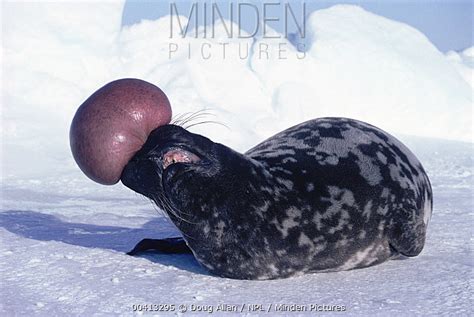 Hooded Seal Stock Photo Minden Pictures