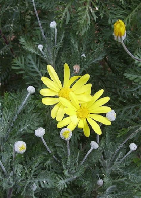 E H Euryops Euryops Pectinatus The Beth Chatto Gardens