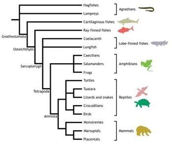 Phylogenetic Tree Diagram Quizlet