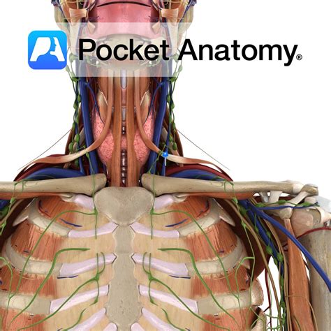 External jugular vein - Pocket Anatomy