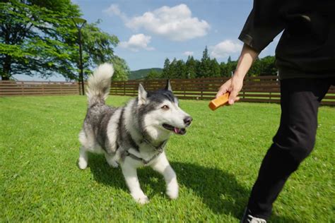 （写真）日光で“愛犬とお花見ができる”グランピング体験！ 桜と一緒にドッグランやbbqを満喫 おでかけ クランクイン！トレンド