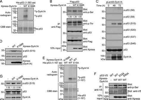 Dyrk A Directly Phosphorylates Human P At Ser A In Vitro Kinase