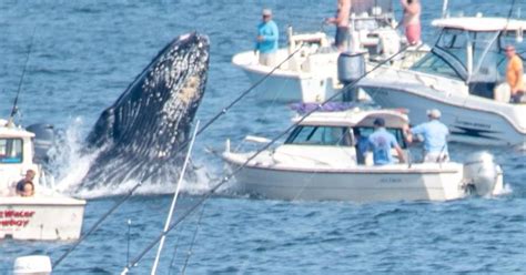 Breaching whale lands on fishing boat off Manomet Point in Plymouth ...